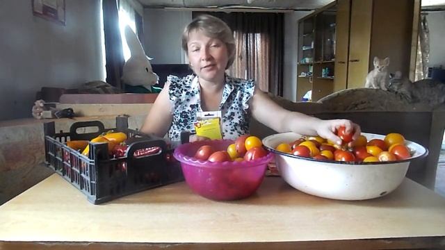 Засолочные сорта томатов! смотреть онлайн