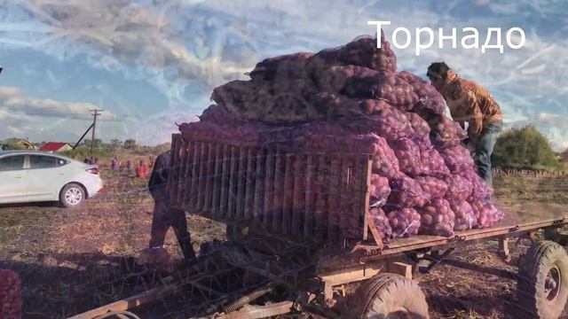 Свердловской области нужны рабочие из Киргизии и Узбекистана для уборки картофеля. Наш Урожай 2020. смотреть онлайн