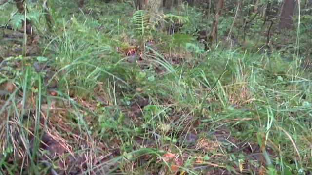 ГРИБЫ 2020. Белые и Красные Продолжают Нас Радовать.