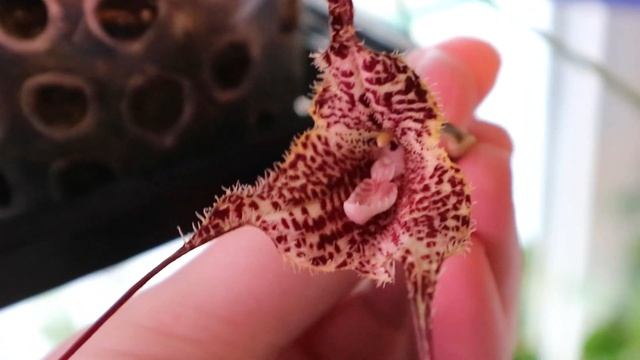 Dracula wallisii смотреть онлайн