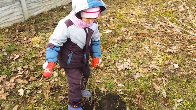 Работа на даче, садим деревья смотреть онлайн