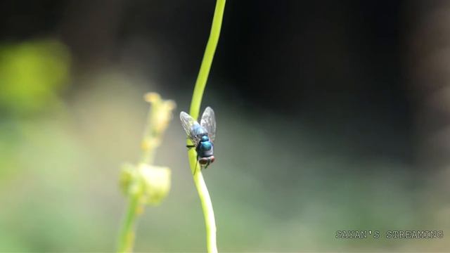 Blow fly || Calliphoridae || Macro filter || смотреть онлайн