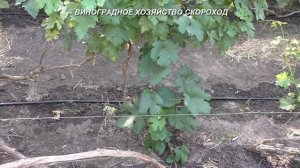 Почему не растут прививки винограда и как с этим бороться