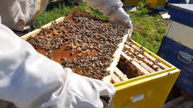 как мы подсаживаем маток смотреть онлайн