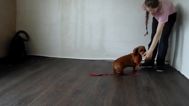 Жуля, команды.