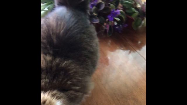 Сибирский кот Потап. Первая поездка кота или как провести выходные с котом. смотреть онлайн