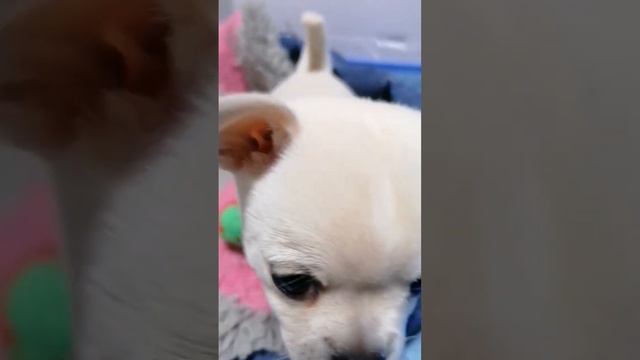 щенки чихуахуа. мальчик, полный комплект документов РКФ 89168555893 смотреть онлайн