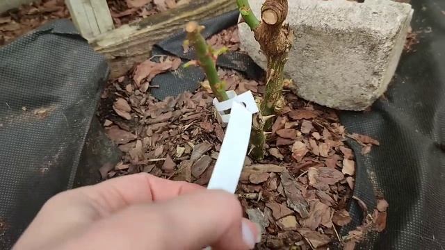 Обзор апрельского сада, стрижка хвойников #дача #розы #сад #хобби смотреть онлайн