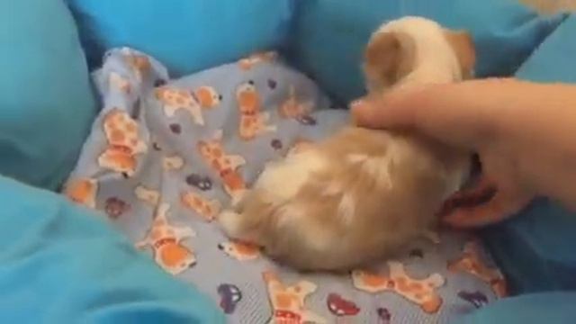 Willie Gold Diamond Abone Beauty- голддаст продается