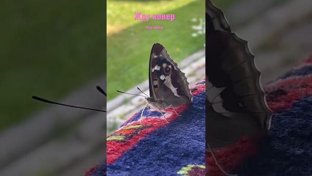 #бабочка #дача смотреть онлайн