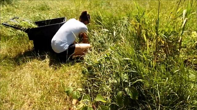 How to hand harvest and feed fresh hay to rabbits. The difference between hay and fresh grass. смотреть онлайн