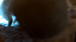 Туннель играть кот
