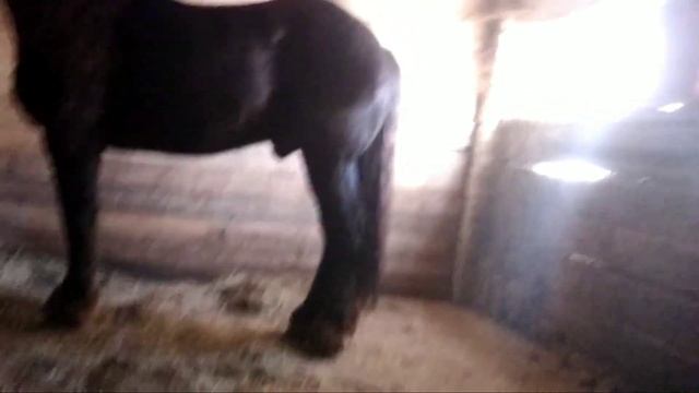 Ахилес. Владимировский тяжеловоз. смотреть онлайн