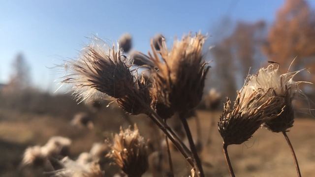 Футаж трава качается смотреть онлайн