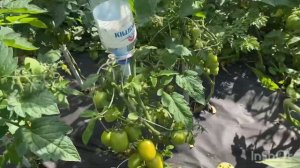 Фитофтора с МаксИммуном продолжение | Кладоспориоз | Обзор болячек в теплице 09.08.2023