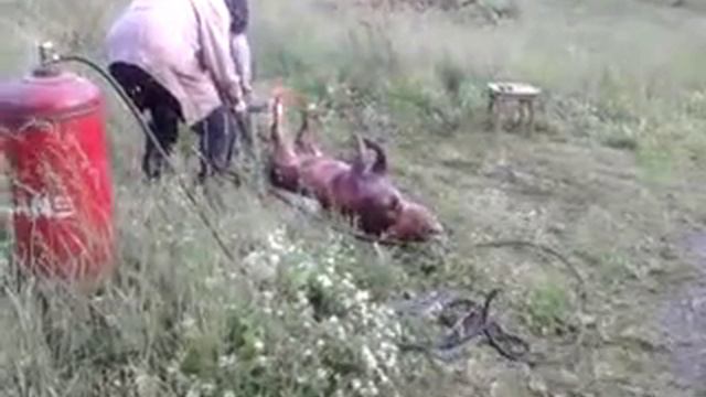 Копия видео 