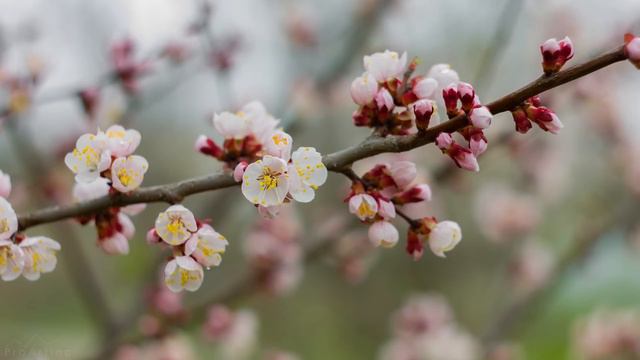 Amazing Colors of Spring Flowers and Fall Leaves - 4K Nature Relax Video with Nature Sounds смотреть онлайн