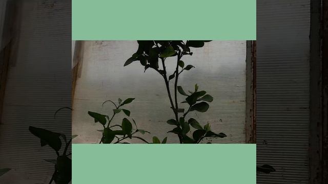 Обзор теплицы сентябрь 2022 смотреть онлайн