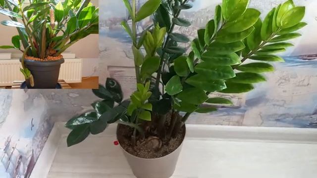 5 растений, которые помогут привлечь деньги в дом и улучшить благосостояние смотреть онлайн