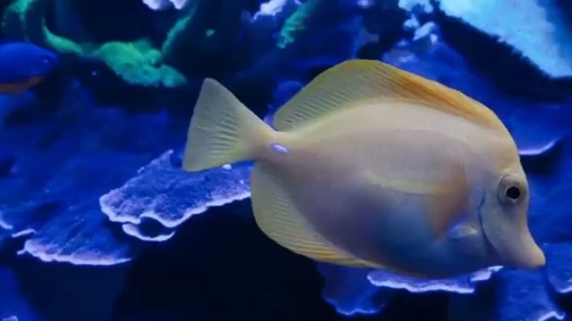 Залипательный подводный мир.А вы знали, что у рыбы-хирурга есть “скальпели”? смотреть онлайн