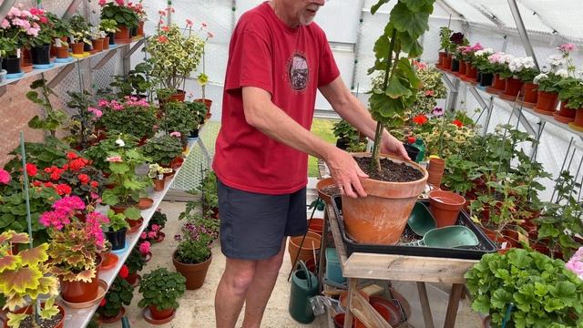 Pelargonium Standards - July 2021. Part One. Potting up a large plant. смотреть онлайн