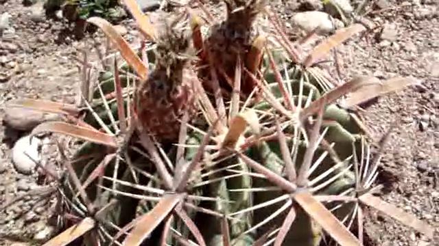 cactus ferocactus latispinus смотреть онлайн