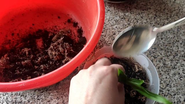 Орхидея Дендробиум 😍 Самый простой способ размножения 👍👍 смотреть онлайн