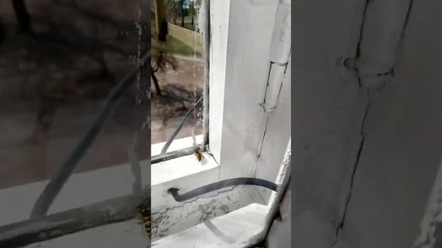 Оса у меня в доме смотреть онлайн