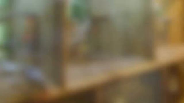 Попугаи в зоомагазине смотреть онлайн