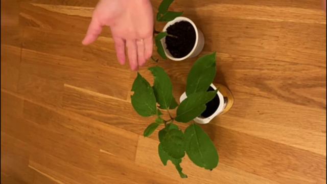 Як ЛЕГКО розмножити МІТЛОВИДНУ гортнзію.🌿🌸 Черенкування ГОРТЕНЗІЇ 🌸🌱🌿🌸 смотреть онлайн