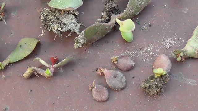 Денежное дерево. Толстянка. Размножение листом. Как укоренить литок толстянки.