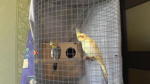 14 Разведение попугаев Две пары 27.04.17 Разведение Даша беременная смотреть онлайн