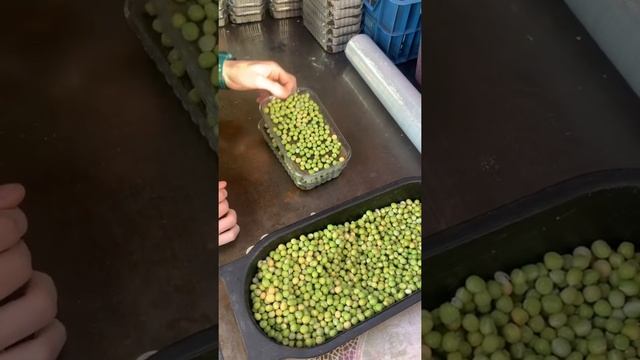 Мама хочет сажать горох) Как посадить микрозелень гороха?! смотреть онлайн