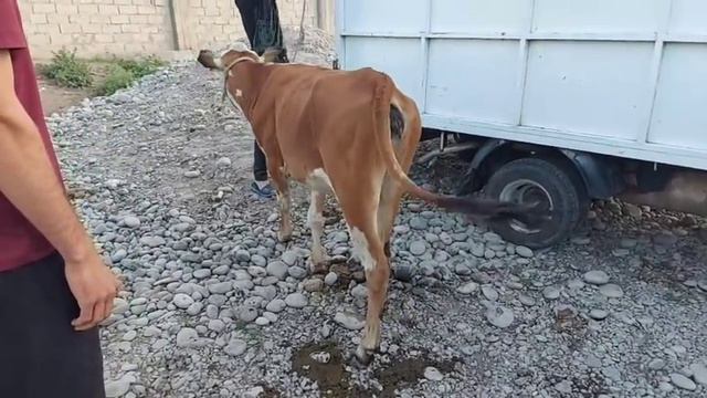 БОЗОРИ ХАМАДОНИ НАРХ АРЗОН ШИДАЙ ГОВИ ШИРТЕ БУКАЧА ГУНОЧИН БИНЕД мая 2021 г. смотреть онлайн