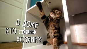КОШКА В ШОКЕ ОТ ПОЯВЛЕНИЯ МЛАДЕНЦА В ДОМЕ!