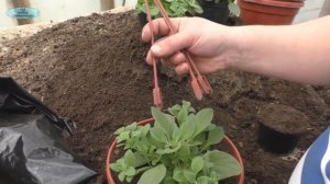 Выращиваете ампельную петунию? Обязательно сделайте с ней это!