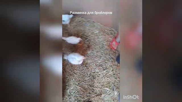 Чтобы бройлеры не падали на ноги смотреть онлайн