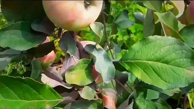 Яблоня сорт Северный синап ?