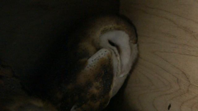 Совы-сипухи в Тульском экзотариуме смотреть онлайн