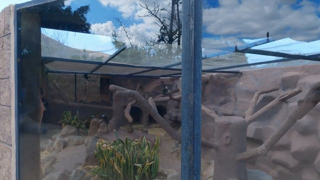 Monkey Park Walking Tour Best Moments 4K | Tenerife смотреть онлайн