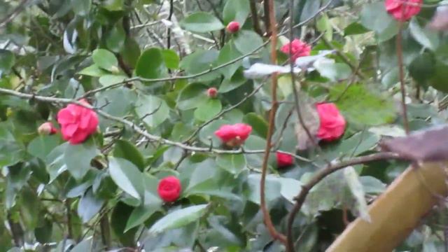 Camellia Flowers for Spring Equinox смотреть онлайн