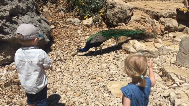 Остров Локрум Дубровник Lokrum Island Dubrovnik Croatia смотреть онлайн