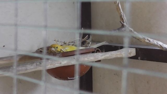 Пополнение у канареек. Размножение продолжается с необычным поворотам.