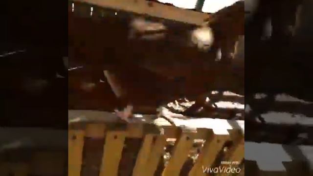 Трогательный зоопарк часть вторая смотреть онлайн