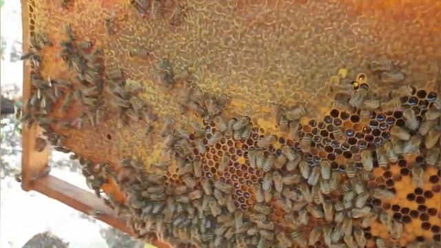 Вопрос. Как перенести семью на пасеке на 20 метров. смотреть онлайн