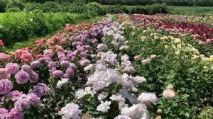 ПРОГУЛКА по питомнику роз «maryroses” (видео с несколькими повторами, сорри)