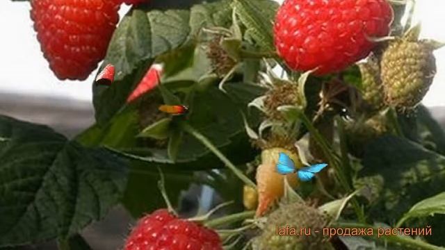 Малина ремонтантная Эрика (rubus idaeus erika) ? малина Эрика обзор: как сажать саженцы малины Эрик смотреть онлайн