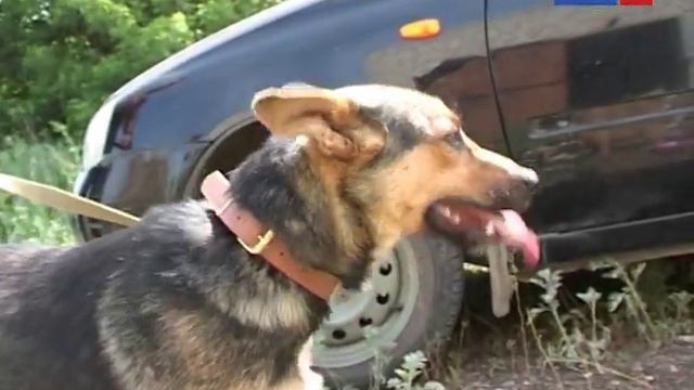 Дай лапу, друг смотреть онлайн