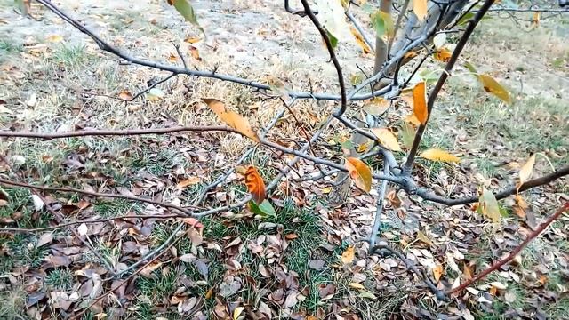 Как бороться с ржавчиной листьев на груше. Самый эффективный способ. Часть 1 смотреть онлайн