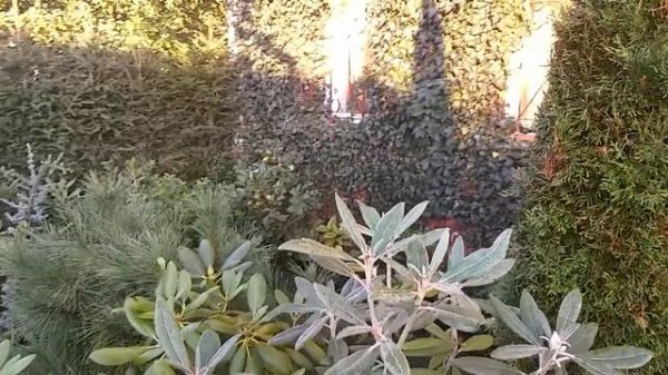 Плющ обыкновенный в Ленинградской области (Hedera helix)